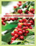 Coffee Cultivation